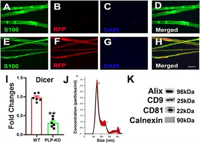 Schwann cell-derived exosomes ameliorate peripheral neuropathy induced by ablation of dicer in Schwann cells